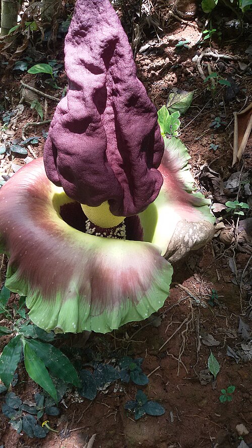 Fresh Elephant foot yam