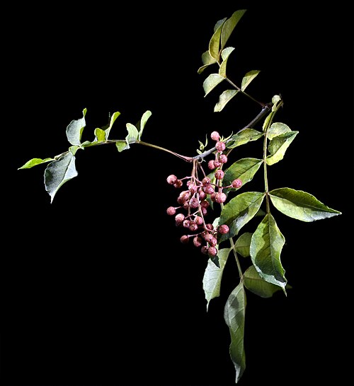 Fresh Sansho (Japanese pepper)