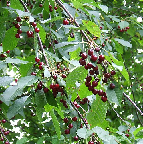 Fresh Sweet cherry