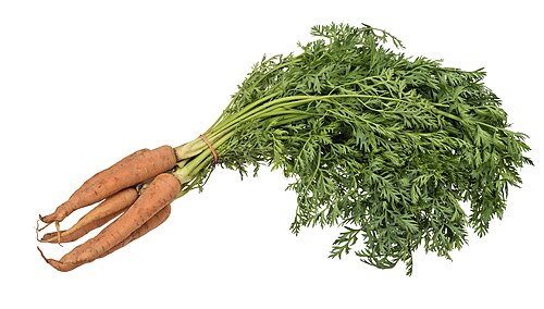 Fresh Carrot