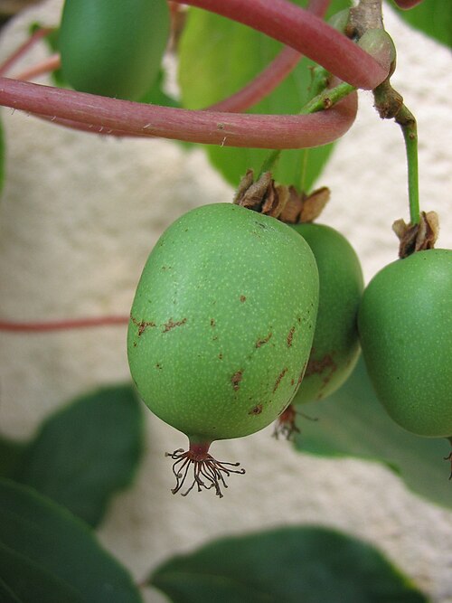 Fresh Hardy kiwi