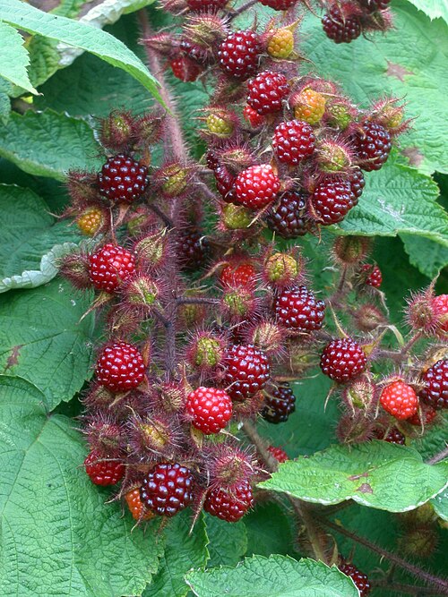 Fresh Wineberry