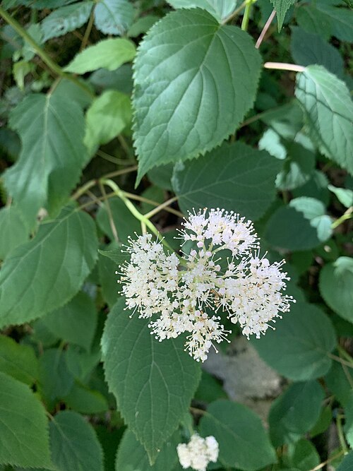 Fresh Hydrangea
