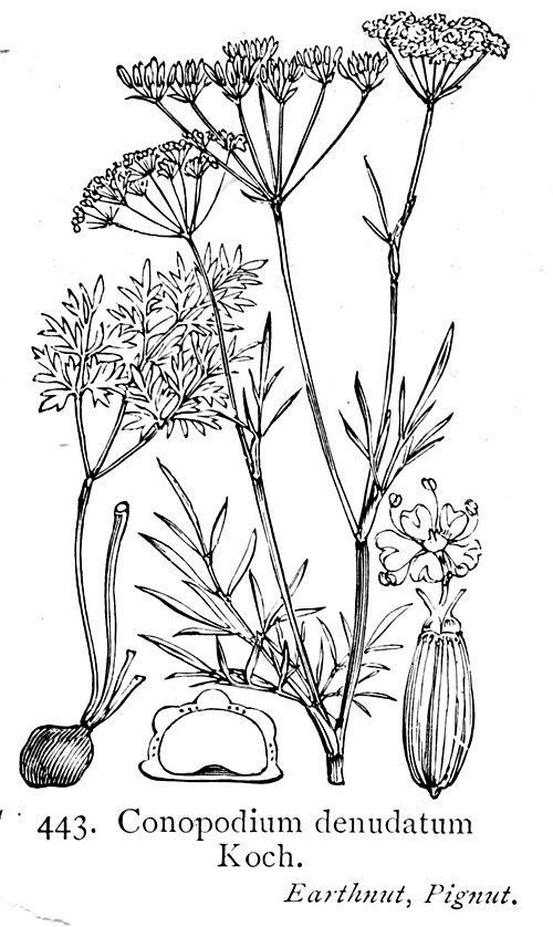 Fresh Pignut