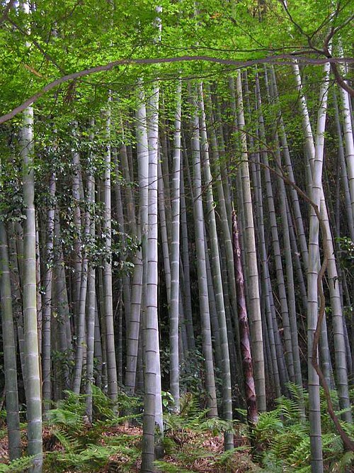 Fresh Moso bamboo