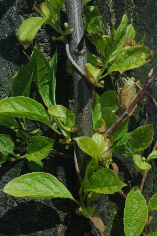Fresh Schisandra