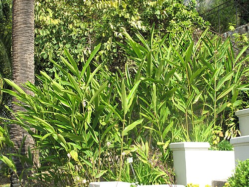 Fresh Java cardamom