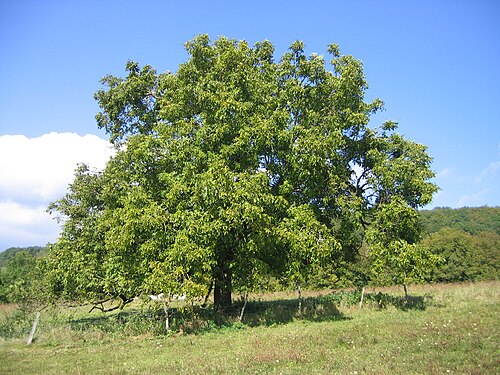 Fresh English walnut
