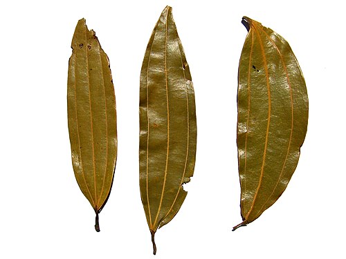Fresh Indian bay leaf