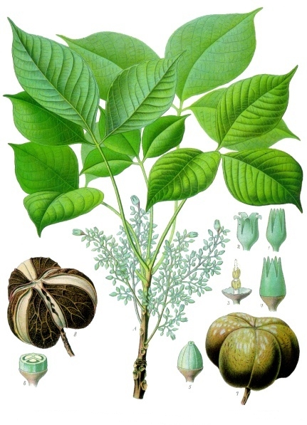 Fresh Para rubber tree
