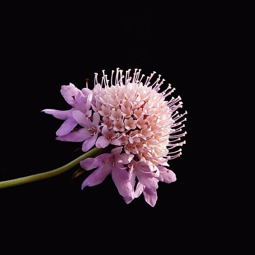 Fresh Pincushion flower