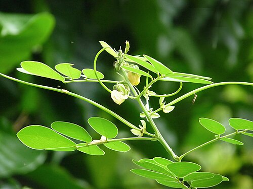 Fresh Sicklepod