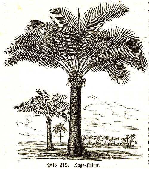 Fresh Sago palm