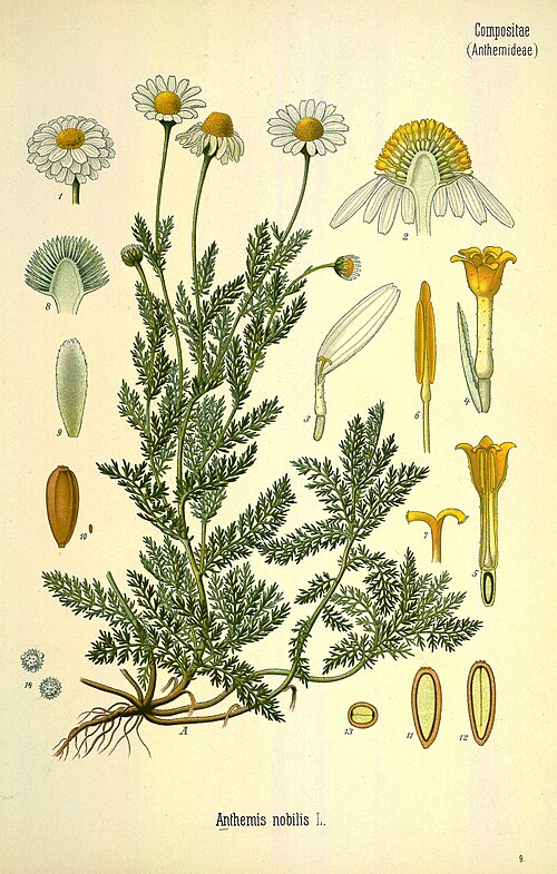 Fresh Roman Chamomile