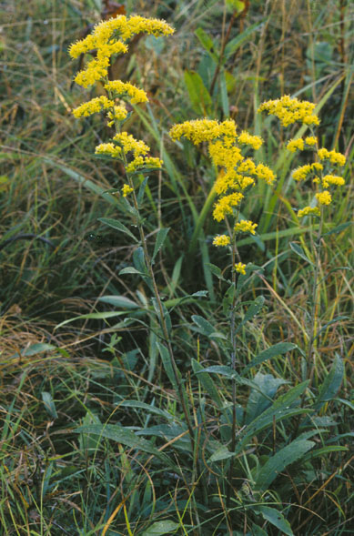 Fresh Goldenrod