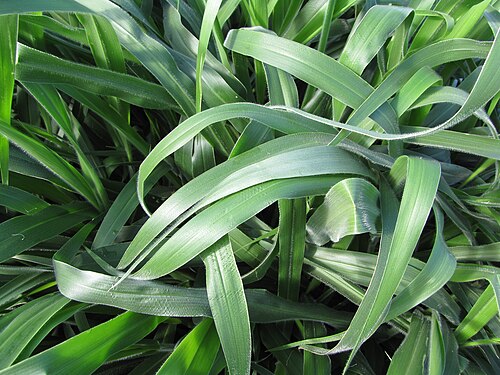 Fresh Signal grass (Brachiaria)