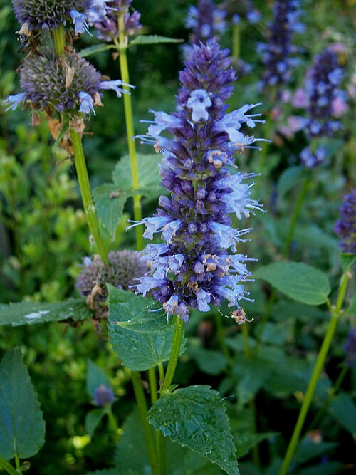 Fresh Anise hyssop