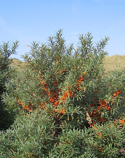 Fresh Sea buckthorn