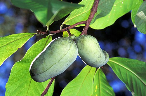 Fresh American pawpaw