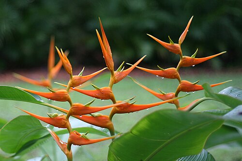 Fresh Heliconia