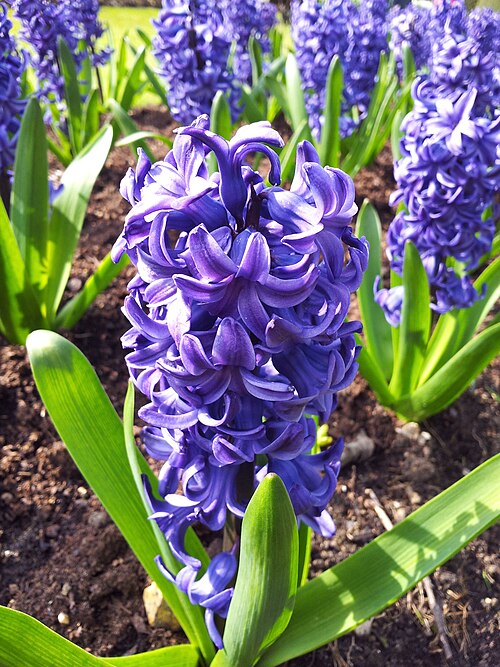 Fresh Hyacinth