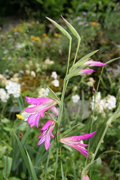 Fresh Gladiolus