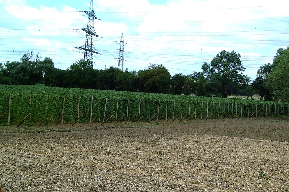 Fresh Common bean