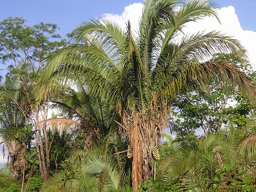 Fresh Babassu Palm