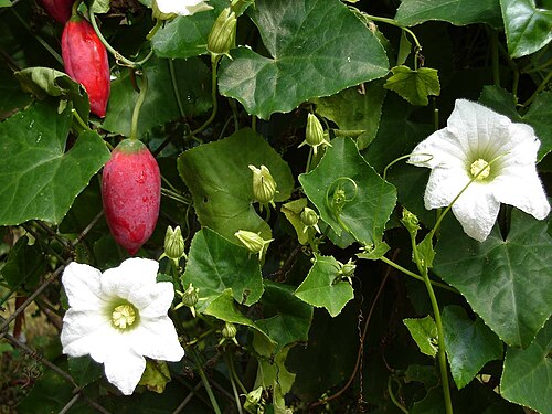 Fresh Ivy gourd