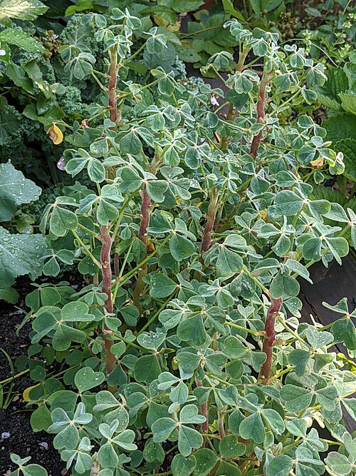 Fresh Oca