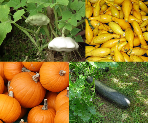 Fresh Zucchini (Courgette)