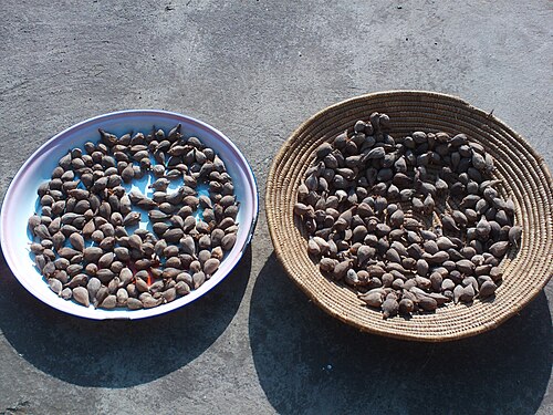 Fresh Ethiopian cardamom (korarima)