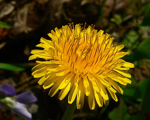 Fresh Dandelion greens