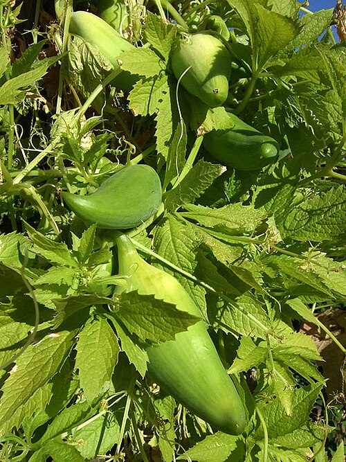 Fresh Achocha