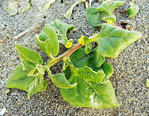 Fresh New Zealand spinach