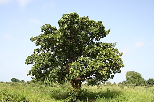 Fresh Shea Tree