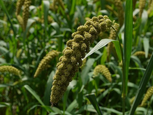 Fresh Foxtail millet