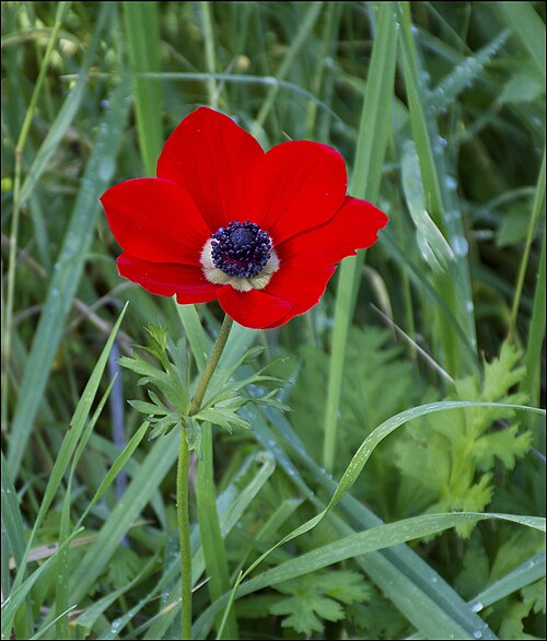 Fresh Poppy anemone