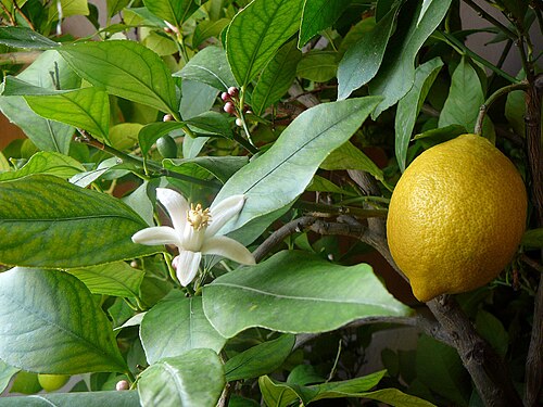 Fresh Lemon