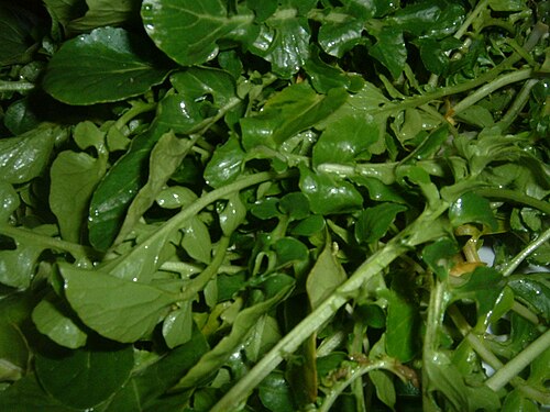 Fresh Watercress