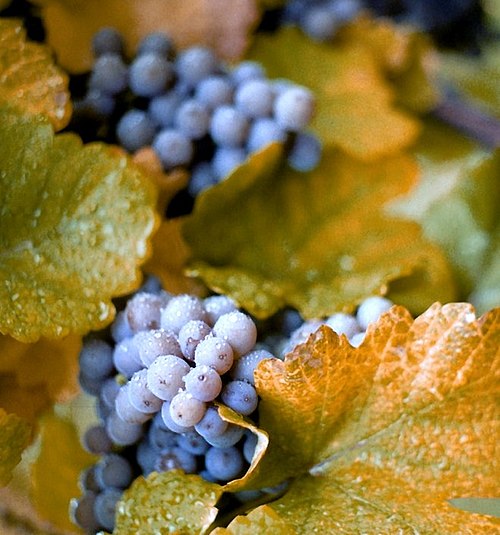 Fresh Concord grape