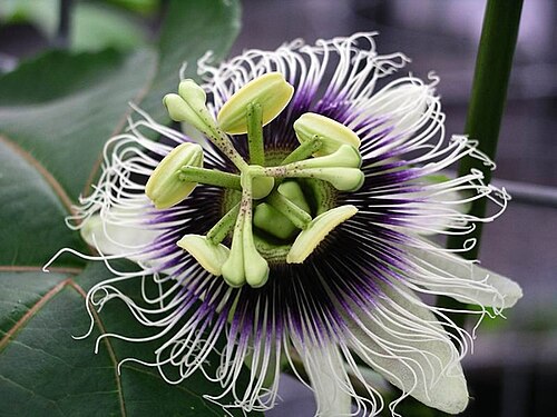 Fresh Passion fruit