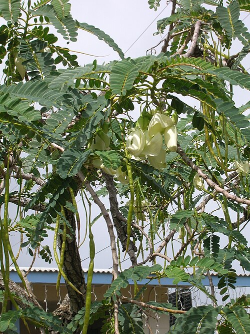 Fresh Vegetable hummingbird