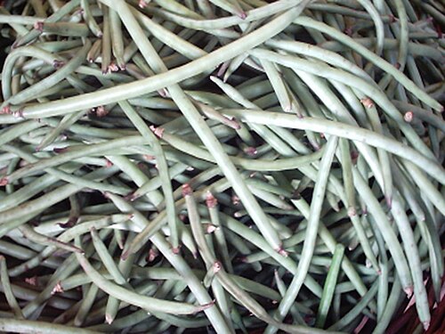 Fresh Cowpea