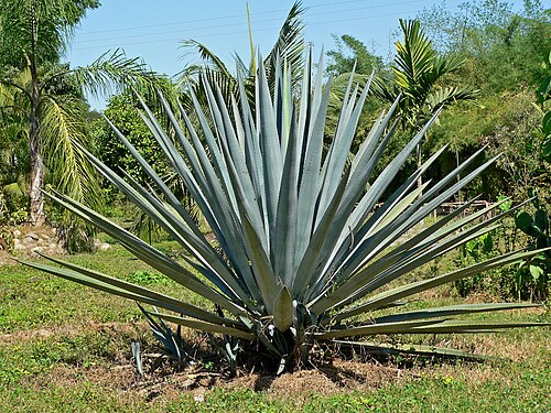 Fresh Blue agave
