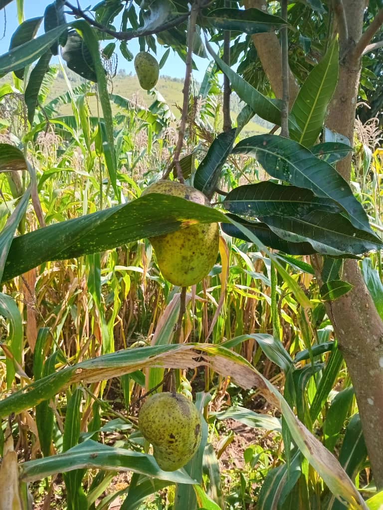 Fresh Mango