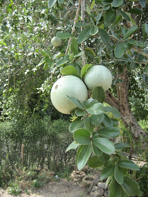 Fresh Monkey orange