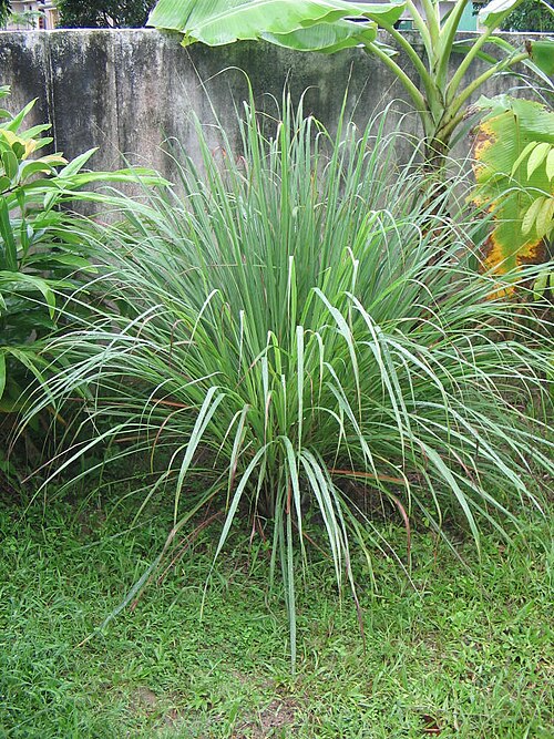 Fresh Lemongrass
