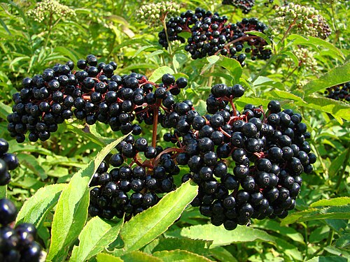 Fresh Elderberry