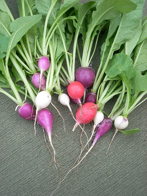 Fresh Radish